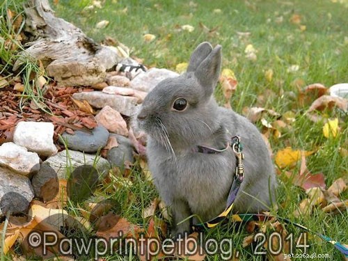 November: National Pet Cancer Awareness Month – Raising Awareness & Hope