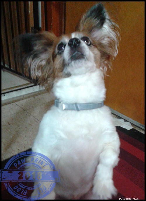 How The Honest Kitchen Foods Benefit My Dogs – Insights from a Chewy Influencer