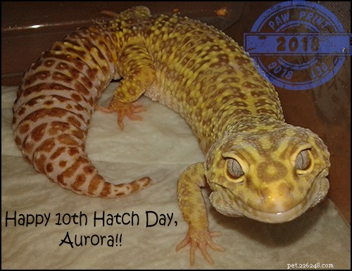 Aurora Turns 10: A Milestone Celebration & a Heartwarming Gift Story