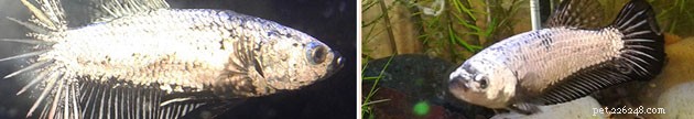 Betta Fish Swim Bladder Disease: Symptoms, Causes & Effective Treatment