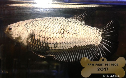 Betta Fish Swim Bladder Disease: Symptoms, Causes & Effective Treatment
