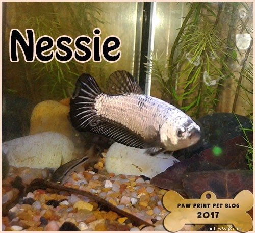 Betta Fish Swim Bladder Disease: Symptoms, Causes & Effective Treatment