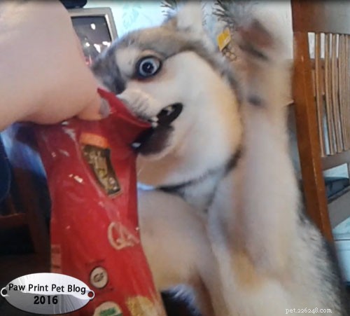 Why I Avoid Endorsing Specific Dog Food Brands