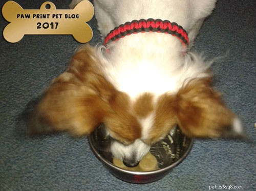Why I Avoid Endorsing Specific Dog Food Brands