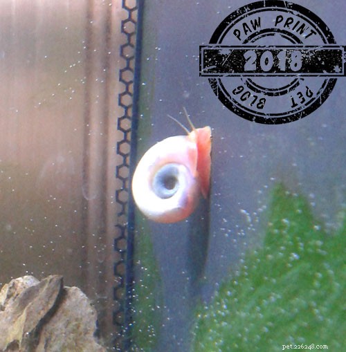 Ramshorn Snail Care: A Complete Guide for Aquarium Enthusiasts