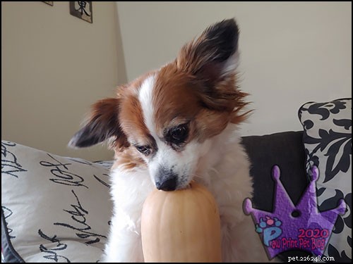 Safe Thanksgiving Treats Your Dog Can Enjoy