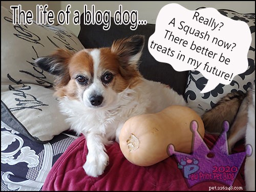 Safe Thanksgiving Treats Your Dog Can Enjoy