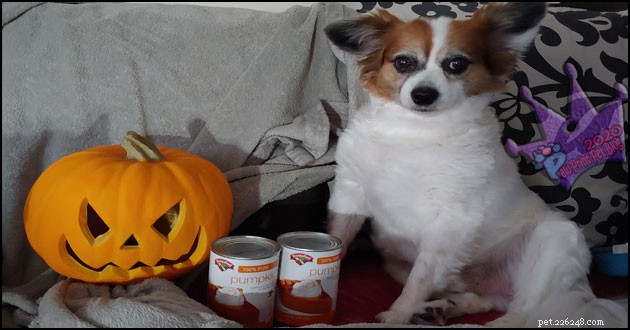 Pet-Friendly Pumpkin Treats & Safety Guide