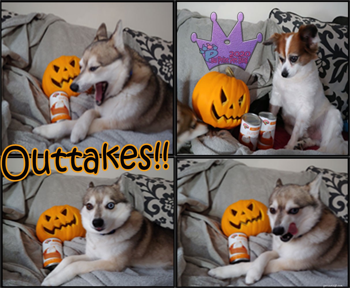 Pet-Friendly Pumpkin Treats & Safety Guide