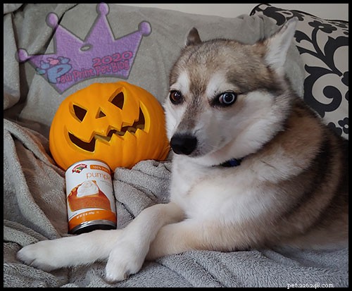 Pet-Friendly Pumpkin Treats & Safety Guide
