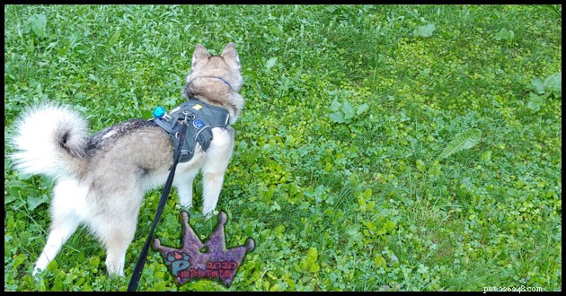 Lawn Chemicals and Pet Cancer Risks: What You Need to Know