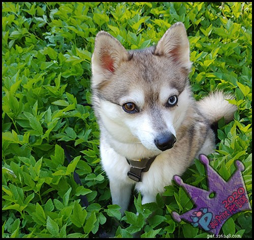 Lawn Chemicals and Pet Cancer Risks: What You Need to Know