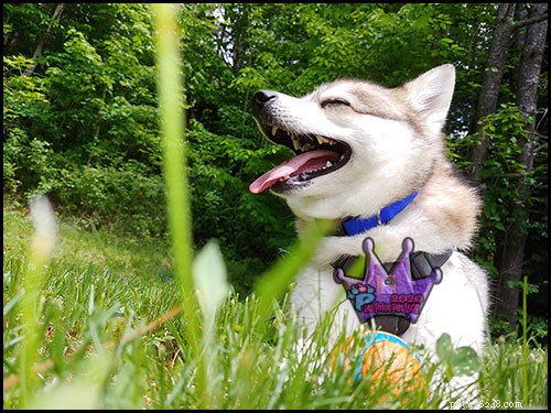 Lawn Chemicals and Pet Cancer Risks: What You Need to Know