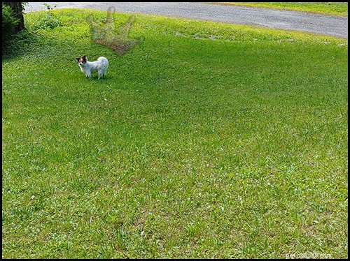 Lawn Chemicals and Pet Cancer Risks: What You Need to Know