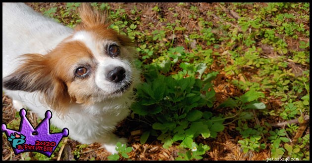 Are Your Favorite Garden Plants Poisonous to Pets? Find Out and Protect Your Furry Friends