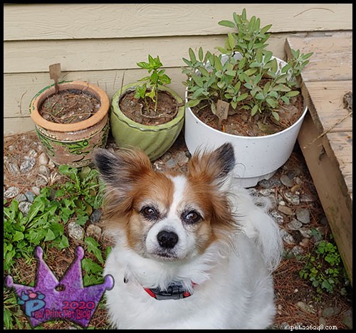 Are Your Favorite Garden Plants Poisonous to Pets? Find Out and Protect Your Furry Friends