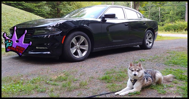 Preventing Heat-Related Pet Tragedies: How to Keep Your Dogs Safe in Cars