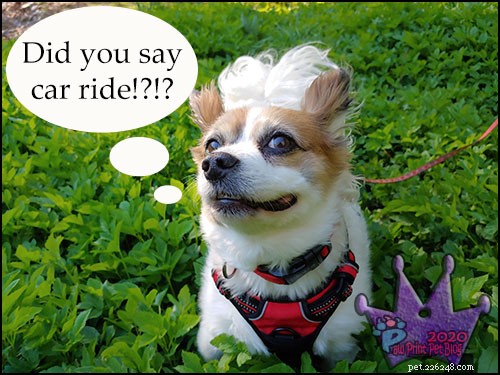 Preventing Heat-Related Pet Tragedies: How to Keep Your Dogs Safe in Cars