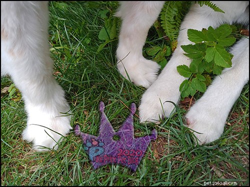 Hot Pavement Can Harm Your Pet’s Paws – Protect Them This Summer