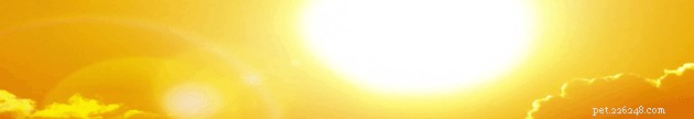 How to Keep Your Pets Safe and Cool During Hot Summer Days