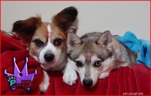 April: Dedicated Heartworm Awareness Month – Protect Your Pets Today