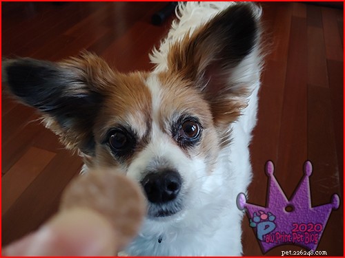 April: Dedicated Heartworm Awareness Month – Protect Your Pets Today