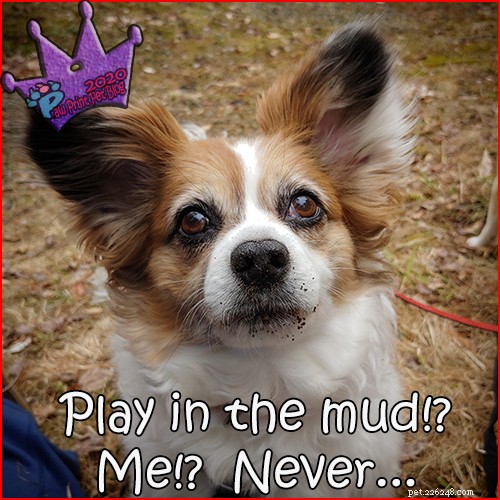 Should You Groom Your Dog at Home? A Practical Guide