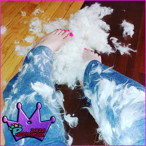 Should You Groom Your Dog at Home? A Practical Guide