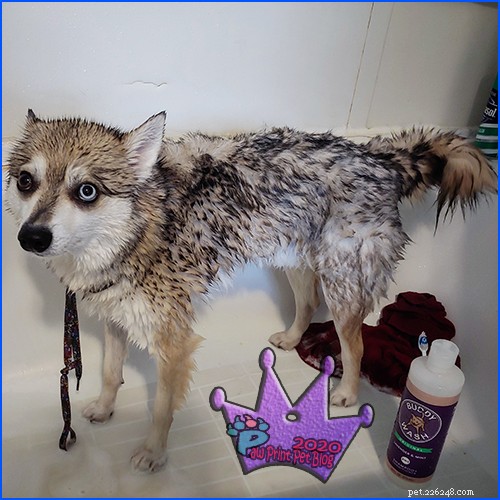 Should You Groom Your Dog at Home? A Practical Guide
