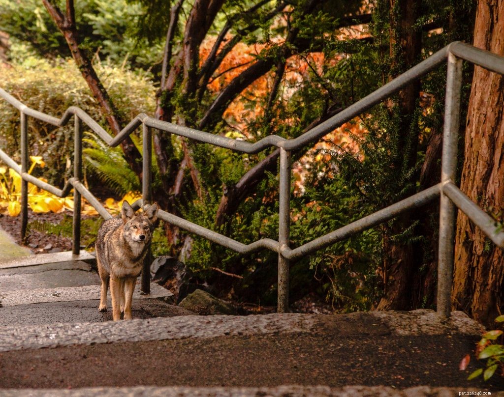How Coyotes Pose a Real Threat to Your Pets – What You Need to Know