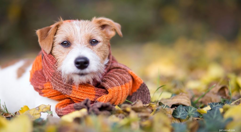 Thanksgiving Tribute: Celebrate Your Pet’s Love & Loyalty