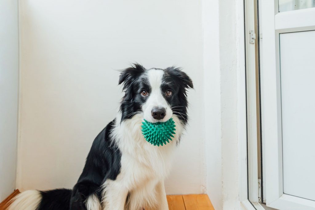 Top Indoor Activities to Keep Your Pets Engaged and Happy