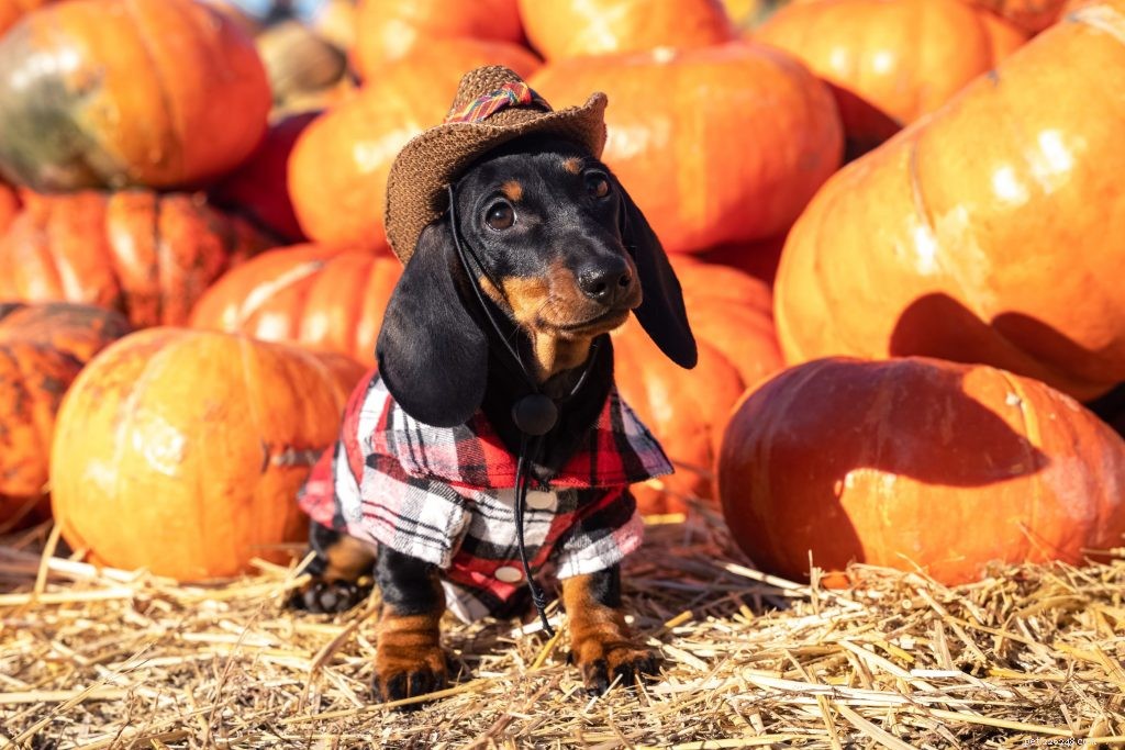Halloween Pet Safety Guide: Keep Your Furry Friend Safe This Spooky Season