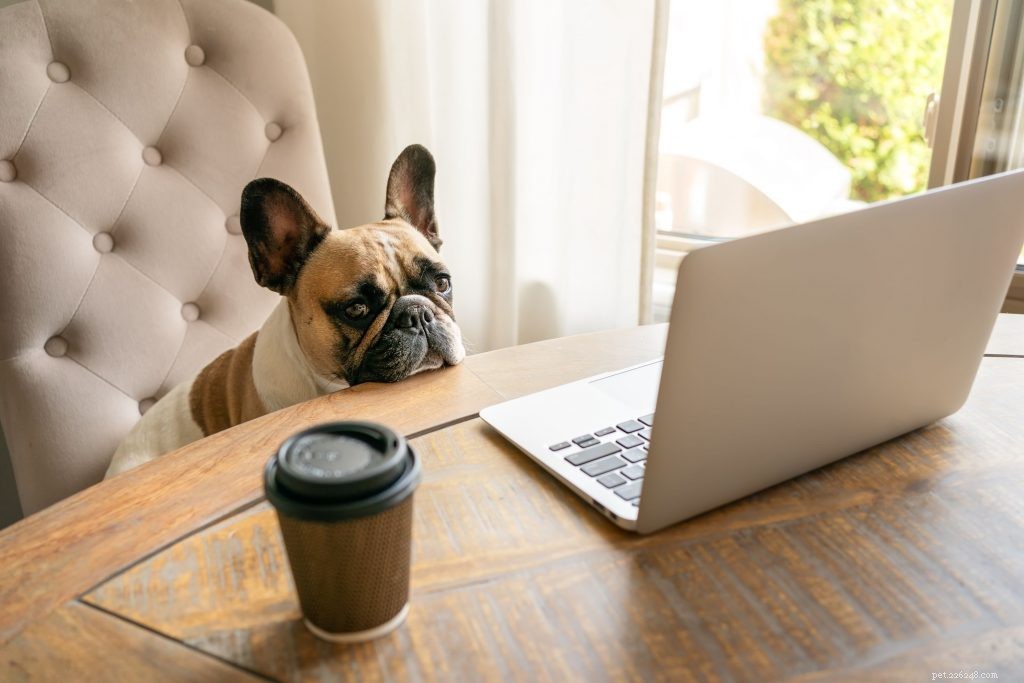 Top 5 Most Googled Questions About Dogs