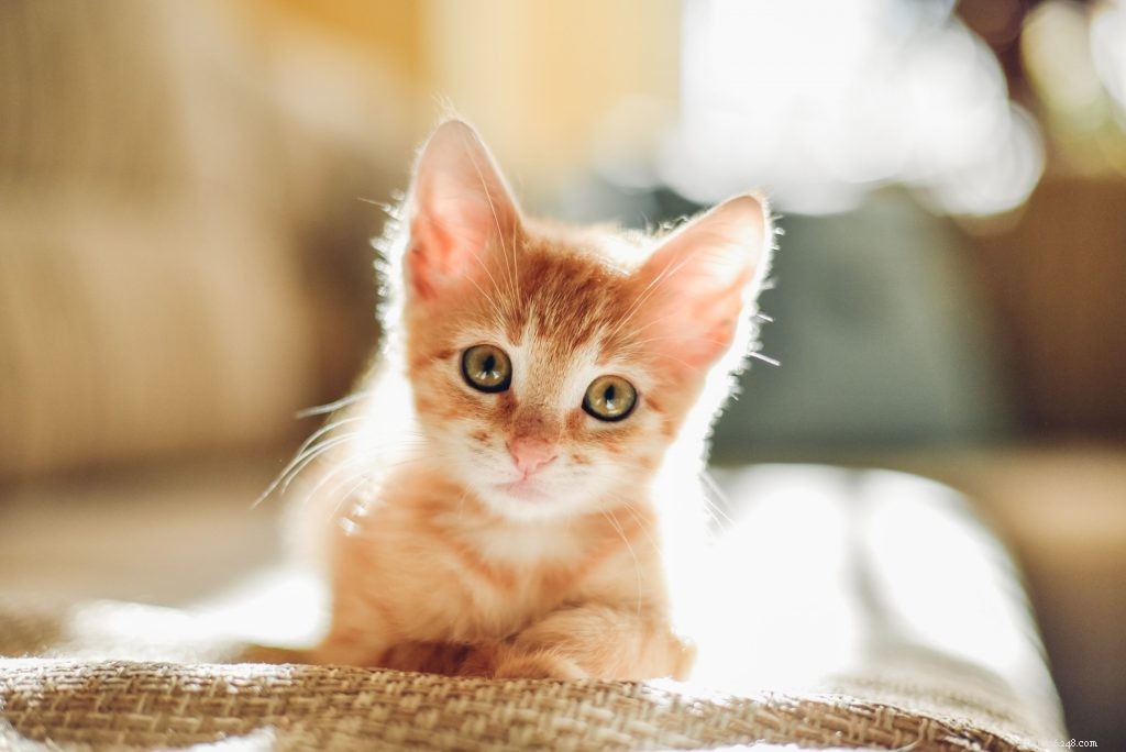 Caring for Your New Kitten: A Complete Guide to Adoption & Health