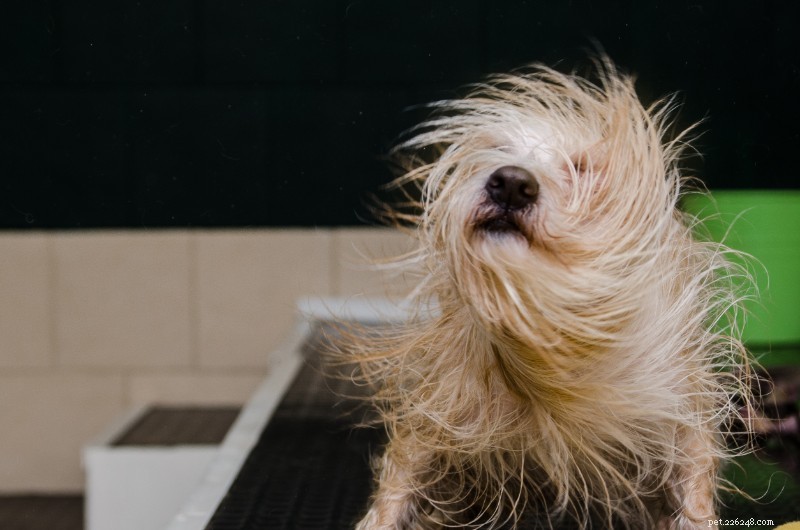 Understanding Your Dog’s Odd Behaviors: Expert Insights from Wheaton Animal Hospital
