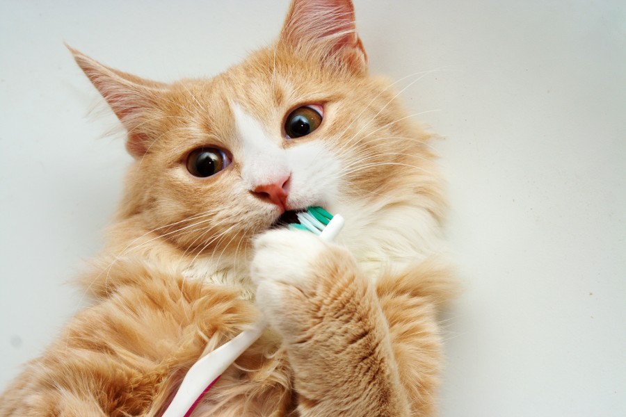 The True Value of Pet Dental Care: Why It’s Worth the Investment