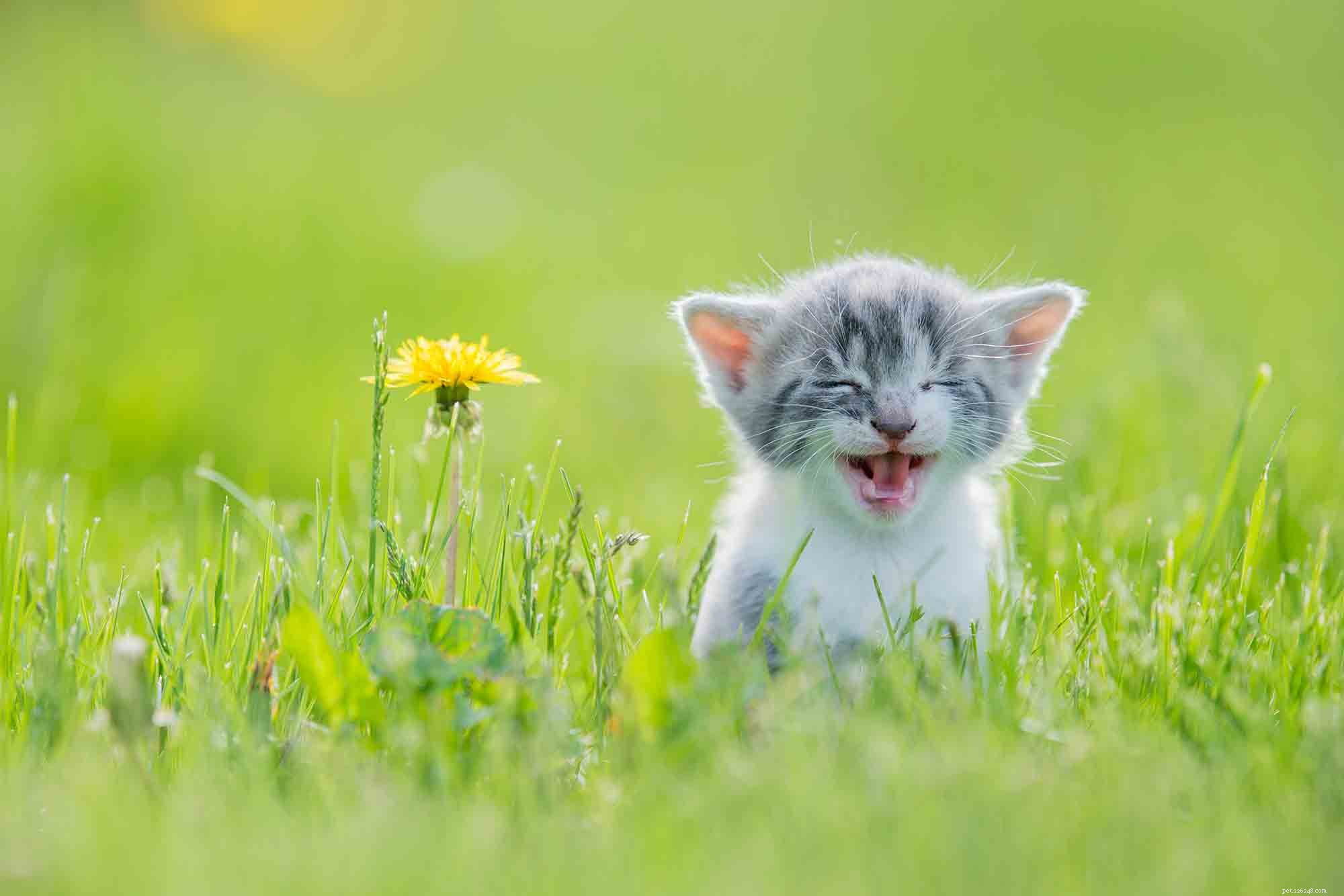 Wheaton Animal Hospital Highlights the Top 5 Pet Care Blogs of 2018