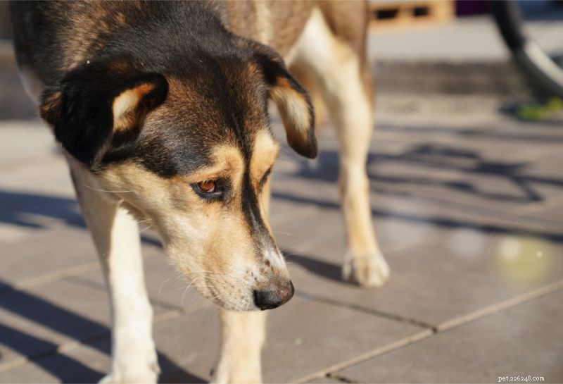 Summer Paw Protection: Keep Your Pet’s Feet Safe from Hot Surfaces