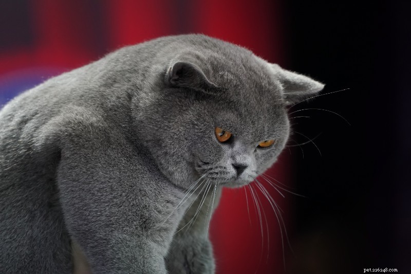 Cutting Pet Fat: 5 Weight Myths Busted
