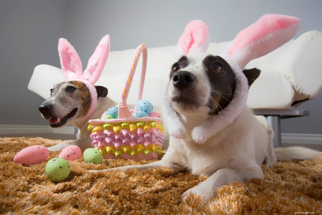 Pet Care Tips from Wheaton Animal Hospital: Create a Positive Experience