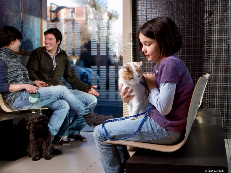 Veterinary Hospital Lobby Etiquette: Create a Calm, Safe Environment for Your Pet