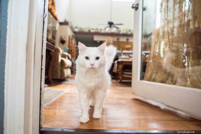 2019 s Best Pet Care Blogs by Wheaton Animal Hospital