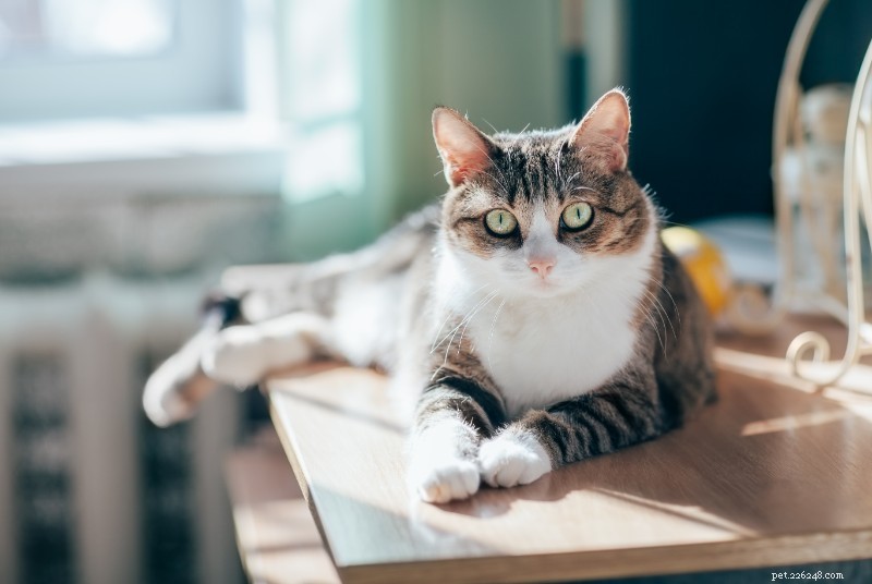 2019 s Best Pet Care Blogs by Wheaton Animal Hospital