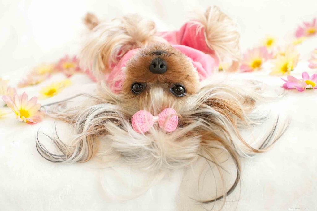 2019 s Best Pet Care Blogs by Wheaton Animal Hospital