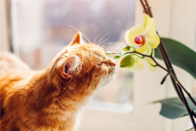 2019 s Best Pet Care Blogs by Wheaton Animal Hospital