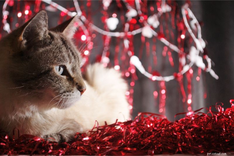 Holiday Hazards: Protect Your Pet from Dangerous Foreign Bodies