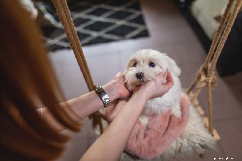 Quickly Identify and Respond to Pet Emergencies