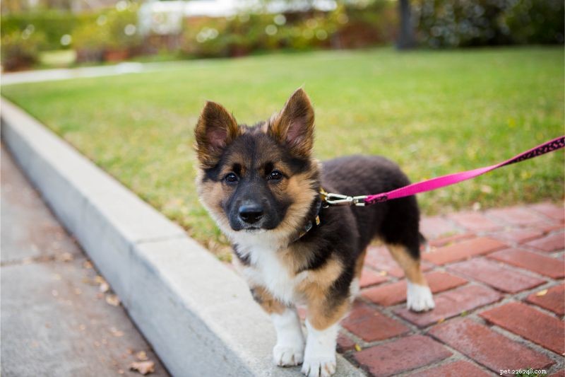 Master Leash Training: Key Concepts for Effective Dog Walking