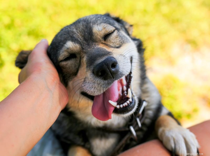 Keep Your Pet’s Hearing Sharp: Why Routine Ear Cleaning Is Essential